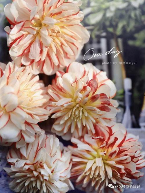 大丽花日本,日本花卉文化的瑰宝与传承