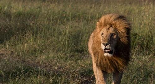 狮子捕杀视频,野性本能的震撼展现