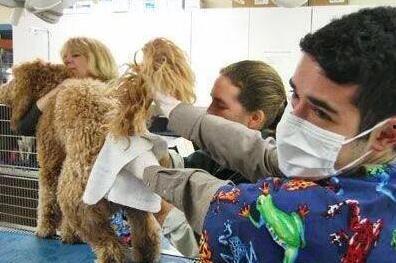 挤肛门腺视频教程